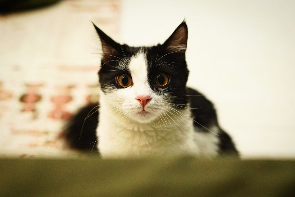 Close-up portrait of a cute black and white cat with bright eyes and fluffy fur.