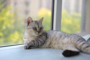 A serene domestic cat lounging on a windowsill, enjoying the warm daylight.