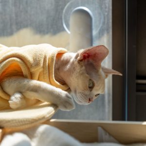 A Devon Rex cat in a yellow sweater enjoys the sunlight by a window in Shenzhen.